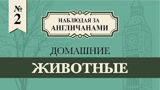 ДОМАШНИЕ ЖИВОТНЫЕ // наблюдая за англичанами