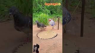 बेवकूफ कबूतरी#funny #comedy#pigeon