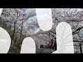 활짝 핀 벚꽃 구경하세요ㅣ화개 쌍계사 십리벚꽃길ㅣcherry blossoms in full bloom flower tunnel