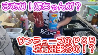 【ＰＳＢ】サンミューズの光合成細菌を培養！？　嫁ちゃん　Ｂ型おやじ