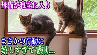 母猫が寝室に入り信じられない行動に！嬉しすぎて感動！