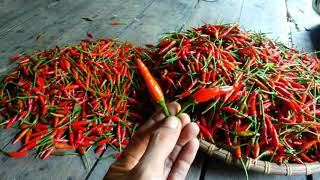 Hasil Panen 500 pohon Cabe Rawit Genie