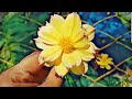 FLOWERS | Kai Kais Vlog