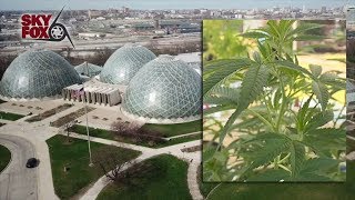 Milwaukee County supervisors discuss study that explored hemp production at Domes