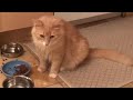 orange tabby cat meowing