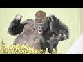 Huge Silverback Gorilla Shows Off His Strength | Gorillas Screaming | The Shabani Group