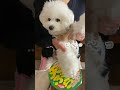 on off激しいビションが犬太鼓叩いてみた【ビションフリーゼ】 shorts ショート動画