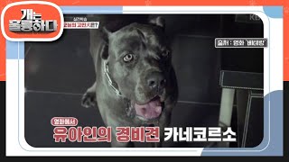 영화 베테랑에서 유아인의 경비견으로? 카네코르소 [개는 훌륭하다/Dogs Are Incredible] 20200427