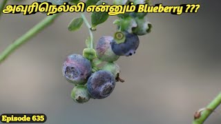 அவுரிநெல்லி என்னும் நான் தான் புளுபெர்ரி #Blueberry Cultivation Explain Tamil #Blueberry Grow