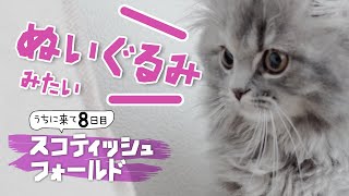 【ぬいぐるみみたいな子猫】キュン死できる可愛さ【スコティッシュフォールド】