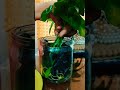 आसानी से उगाये पानी के अन्दर पौधे😍how to grow plant in water🌊 shortsvideo ytshorts plantslover