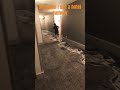 Me when I see a hotel hallway #funny #fun #comedy #viral  #shortvideo #true