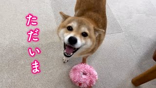 2週間ぶりに我が家に帰って来た柴犬の安心しきった笑顔が最高に可愛すぎた