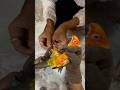 Sun Conure Birds ko ring 💍 phena deya ag 🦜 mini vlogs with birds #shortsfeed #birds #sunconure