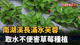 南湖溪長滿水芙蓉 取水不便害草莓種植－民視台語新聞