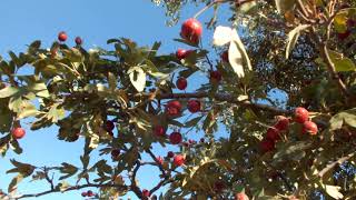 Hawthorn in the Zagros mountain, Wazha village  گۆیژ له‌ زاگرۆس- زعرور جبال زاكَروس