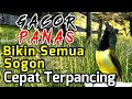 CUKUP DENGAR SESAAT SAJA, Emosi Sogon manapun Cepat Terpancing, Gacor Panas RAJIN Bunyi sogon Ngalas