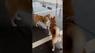 大型の台風が来ても、柴犬は元気いっぱい　#885