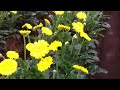 shreyas farms u0026 polyhouses gerbera daisies