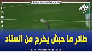 #شاهد.. طائر 🐦 ما حبش يخرج من الستاد في مباراة القبة و الساورة في منافسة الكأس