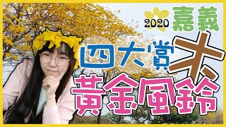 【嘉義黃金風鈴木】2020||4大賞花景點||-朴子溪、八掌溪、慈玄宮、中埔鄉農會和美辦事處||暌違五年再度大勝開!!