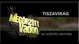 Megőrzött vadon - Tiszavirág, az időzítés mestere