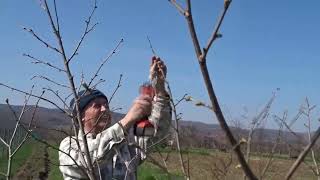 Vrei să ai alun sănătos? Când lași drajoni? Tăieri la alun de 4 ani