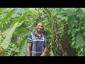 പഴങ്ങൾ പക്ഷികൾക് കൊടുക്കുന്ന കർഷകൻ. a farmer who gives the banana of his cultivation to the birds.