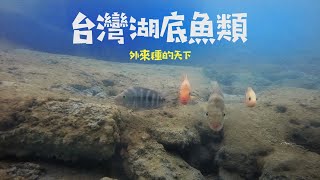 潛入台灣湖泊-外來種盤據的水下世界