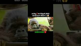 వామ్మో‼️ఇది మామూలు గొరిల్లా కాదు😱||Movies Explained In Telugu||#yt #viral #trending #shorts #youtube