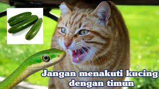 Stop lakukan ini pada kucing