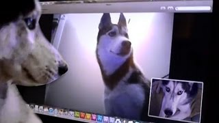 2 Siberian Huskies Skype - Mishka \u0026 Laika