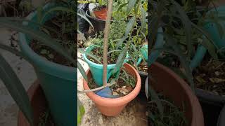 చిన్న కుండీలో మొక్కకి ఎన్ని పువ్వులో చుడండి || TELUGU GARDEN VLOG