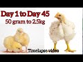 Growing Broiler chicks || update of Day 1 to Day 45 || timelapse video of broiler chicken/hens