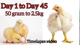 Growing Broiler chicks || update of Day 1 to Day 45 || timelapse video of broiler chicken/hens