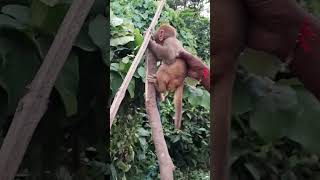 Monkey baby video |❤️ बंदर का छोटा बच्चा। #viralvideo #shorts