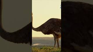 Fast and Flightless: The Mighty Ostrich 🦤 #Ostrich #WildlifeShorts #FlightlessBirds