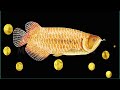 ತುಂಬಾ ದುಬಾರಿ ಮೀನು price of arowana fish why arowana fish cost is high mahiti facts in kannada