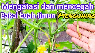 Cara mengatasi /mencegah  penyakit .bakal buah mentimun menguning  dan rontok