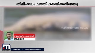 കൂറ്റൻ തിമിം​ഗലത്തിന്റെ ജഡം ആലപ്പുഴ ബീച്ചിൽ | Whale | Alappuzha Beach