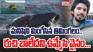 Humpback whale : మనిషిని మింగి మళ్లీ బయటకు ఊసేసిన తిమింగలం.. | BRK News