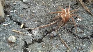 Red spiderman || karodiyo || farmer || khedut life || village life ||