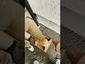 静岡県オワコン犬走転圧状況