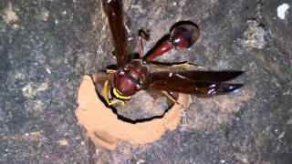 Potter Wasp (Mason Wasp) - Building her incredible home - A Master Architect