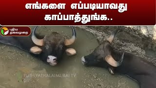 20 அடி கிணற்றுக்குள் தவறி விழுந்த காட்டெருமைகள் | Sivagangai | PTT