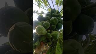 Papaya agriculture l पपीता के फल /papita#farming #nature #fruit #funnycomedy #