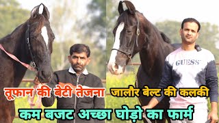 कम बजट में करे घोड़ो का व्यापार अगर होना हैं घोड़ा लाइन में सक्सेज #Shardastudfarm