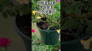 #은혜화훼판매장 #목사랑초 산미구엘리