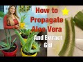 How to PROPAGATE ALOE VERA Plants 🌵 Extract Aloe Vera Gel From Aloe Plant!🌵 Shirley Bovshow