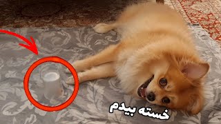 آی کیو سگم چنده؟🐶تنبل خان😂